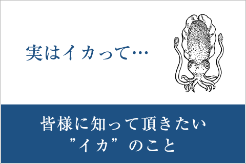 皆様に知って頂きたい”イカ”のこと