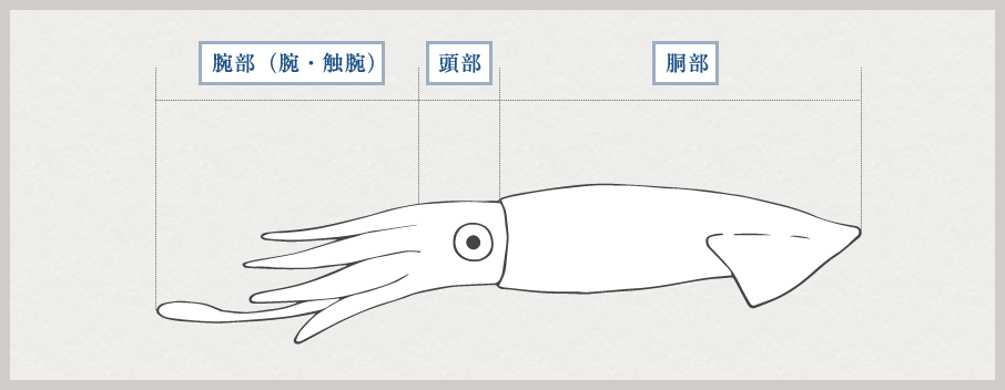 イカのからだ